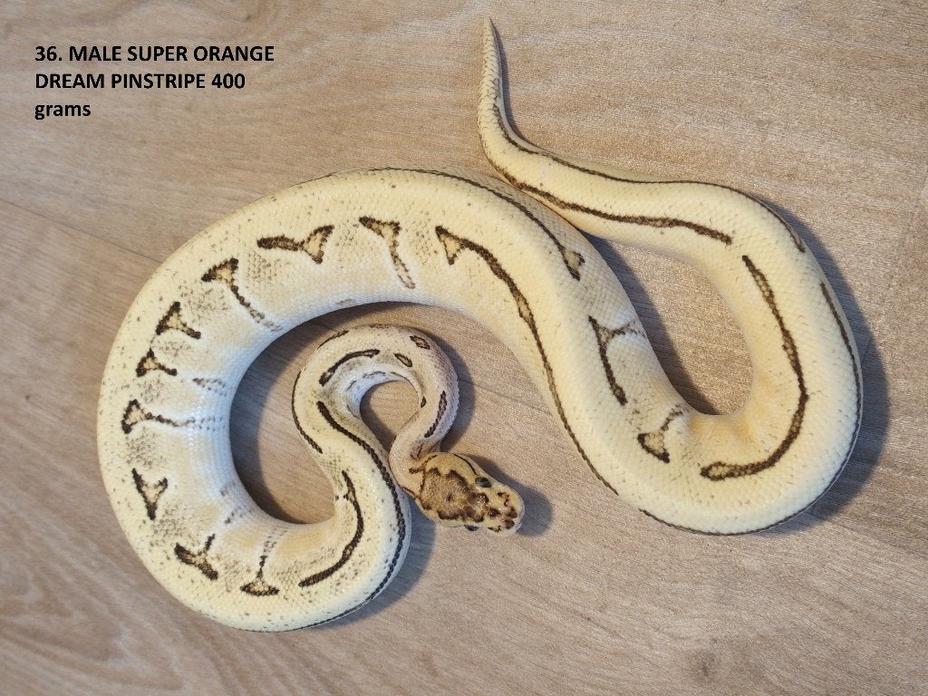 Koningspythons halfwas en volwassen kweekdieren deel 2 Ball Python photo 12