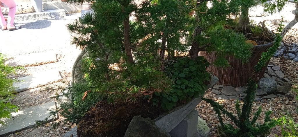 Bonsai, Tuin en Terras, Ophalen, Halfschaduw, Overige soorten, Minder dan 100 cm