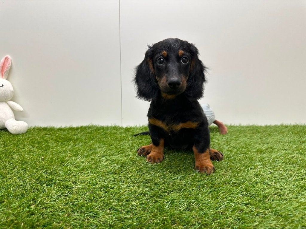 Chiot Teckel à poil long