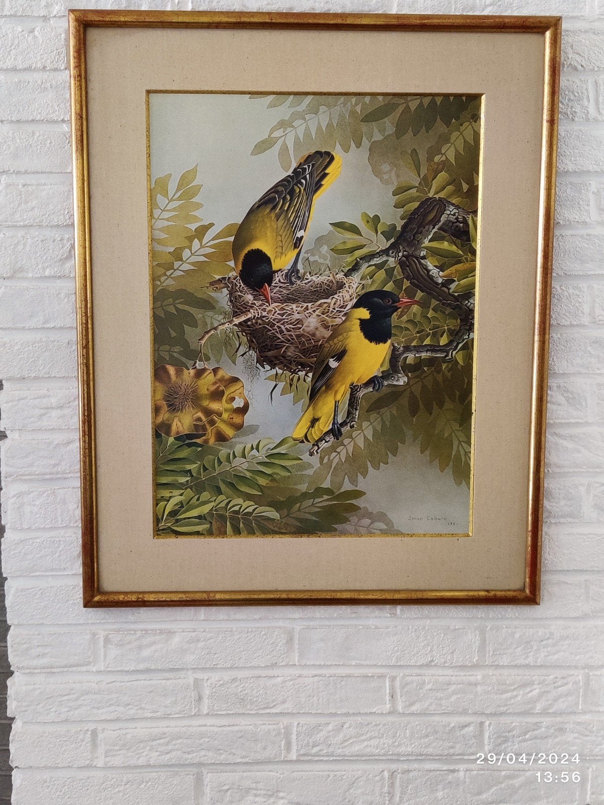 mooie kader met vogels, Antiquités & Art, Art | Peinture | Classique, Enlèvement, Sous verre, Animaux