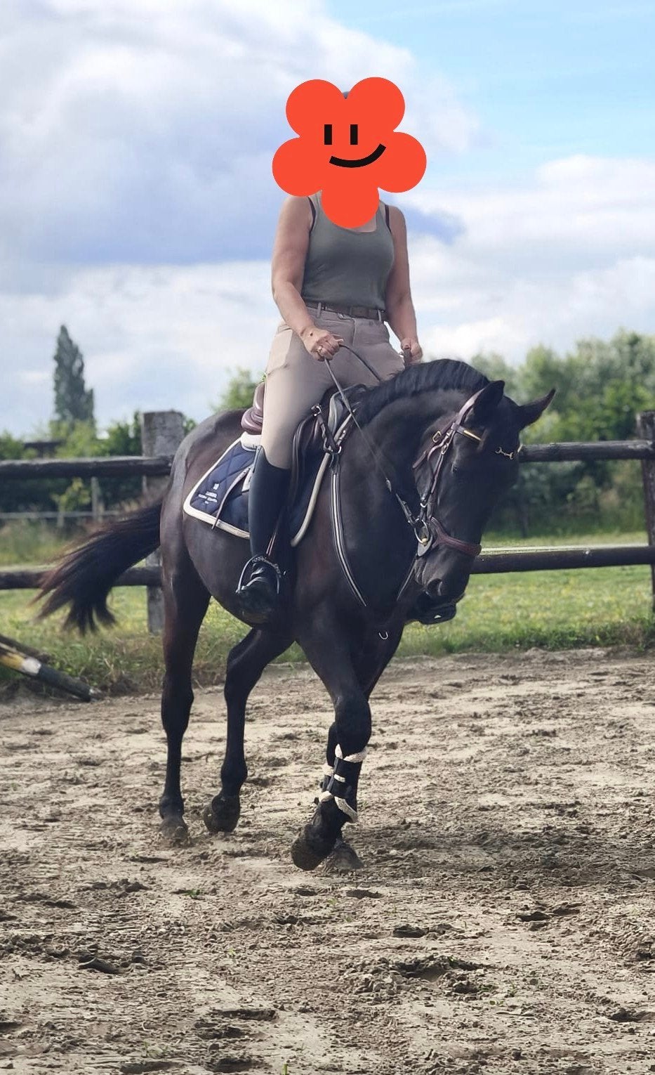 J-nuis vv x taloubet x grandeur a vendre top cheval, Étalon, Z