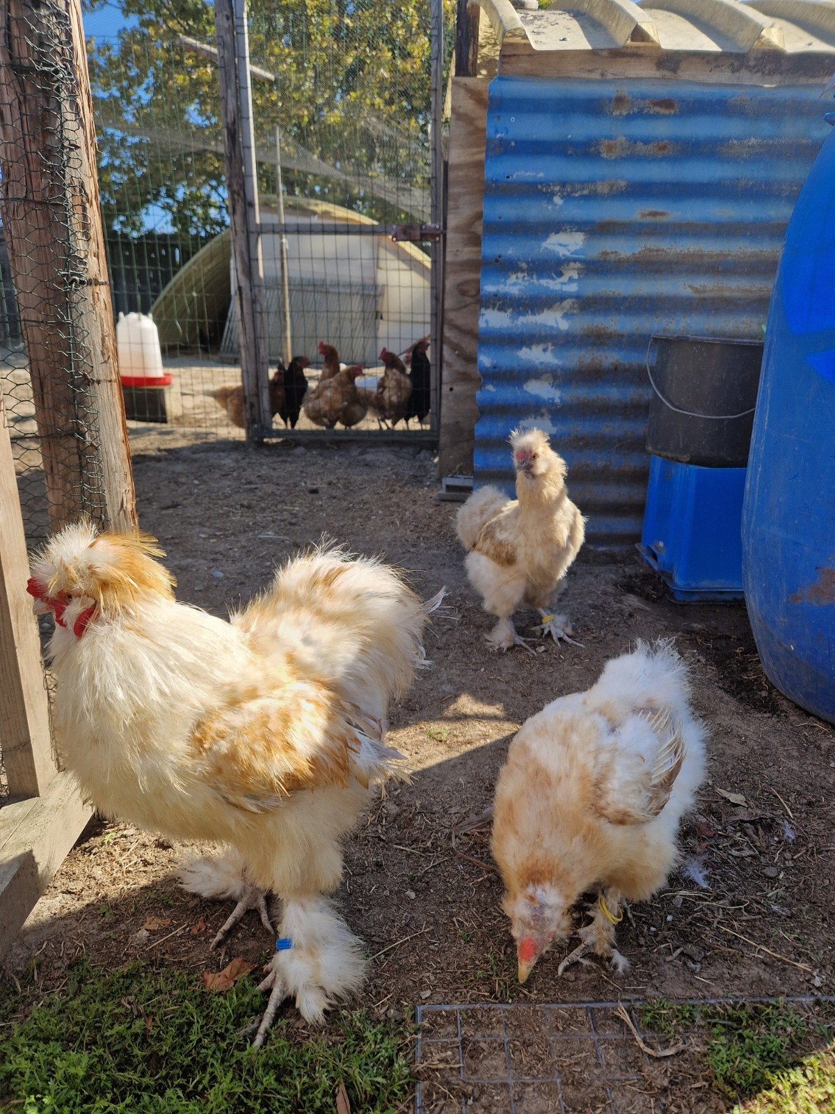 Zijdehoenders 1,5 jaar oud: 2 kippen, 1 haan, Animaux & Accessoires, Volatiles, Poule ou poulet