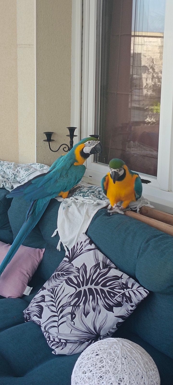 Cherche femelle ara ararauna minimum 5 ans, Animaux & Accessoires, Janvier, Femelle