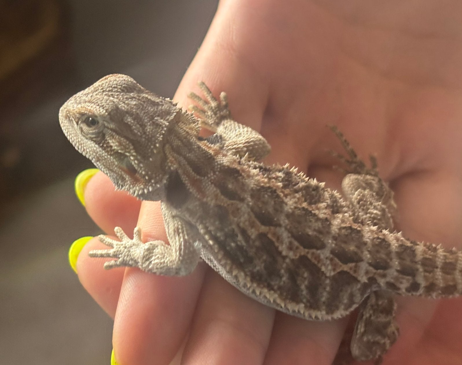 Baardagaam (mannetje ), Dieren en Toebehoren, Hagedis, Tam, 0 tot 2 jaar