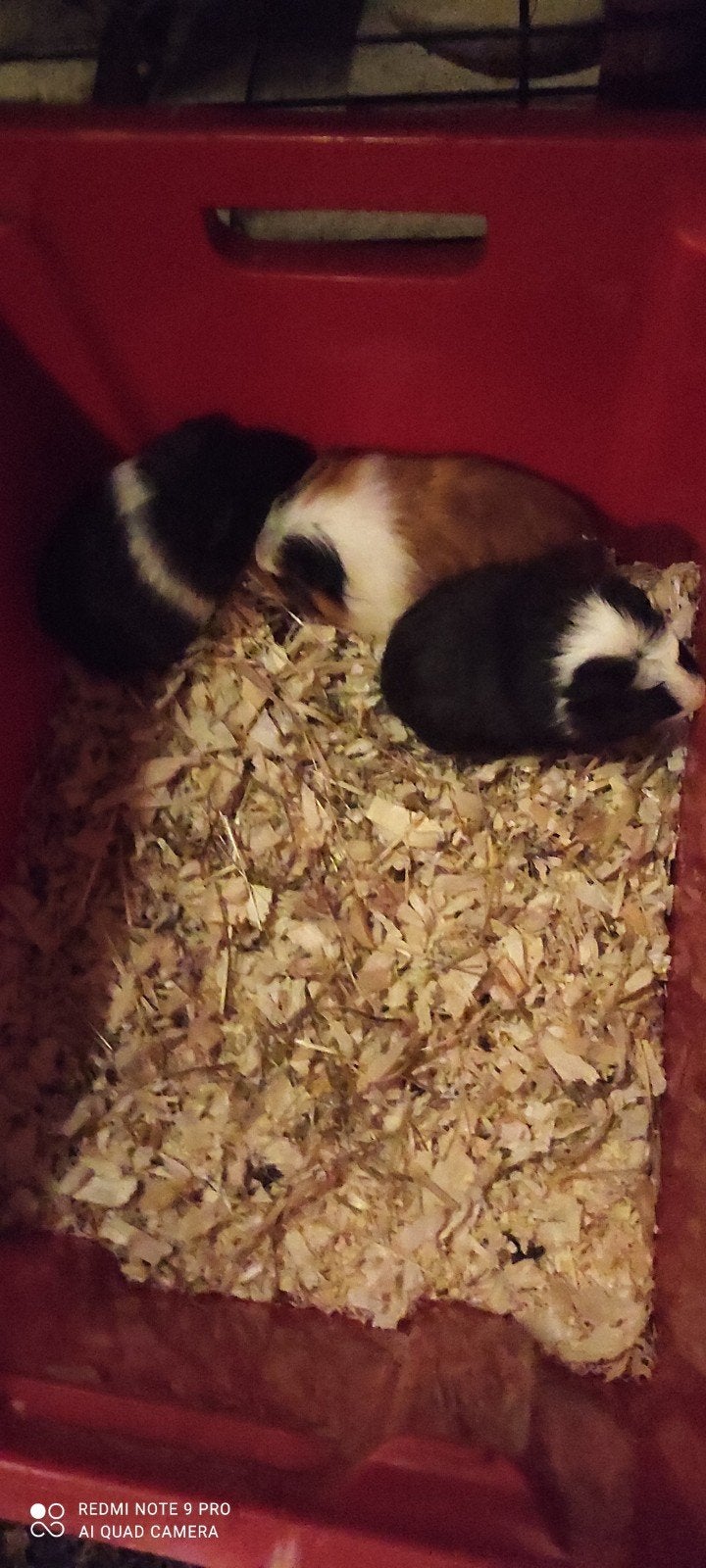 Jonge zeugjes!, Dieren en Toebehoren, Juli, Vrouwelijk, Cavia