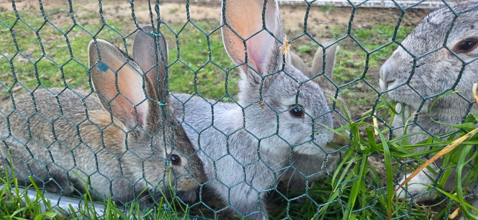 Vlaamse reuzen, Dieren en Toebehoren, Pluimvee