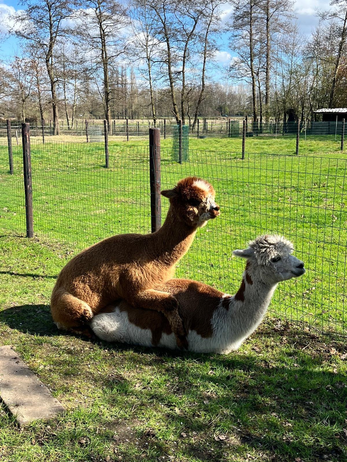 Alpaca dekhengst te koop, Dieren en Toebehoren, November, Mannelijk