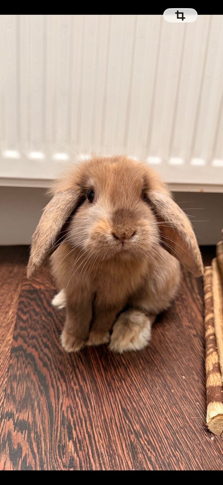 Konijn, Dieren en Toebehoren, Konijnen, Vrouwelijk, Dwerg, Hangoor, 0 tot 2 jaar