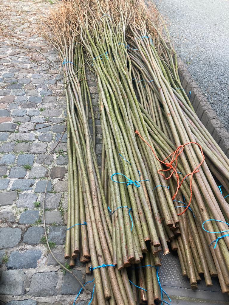 Wilgentakken, Tuin en Terras, Ophalen of Verzenden, Nieuw