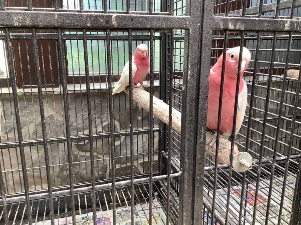 Koppeltje rosé kaketoes lutino/split lutino, Dieren en Toebehoren, Meerdere dieren, Tropenvogel, Geringd