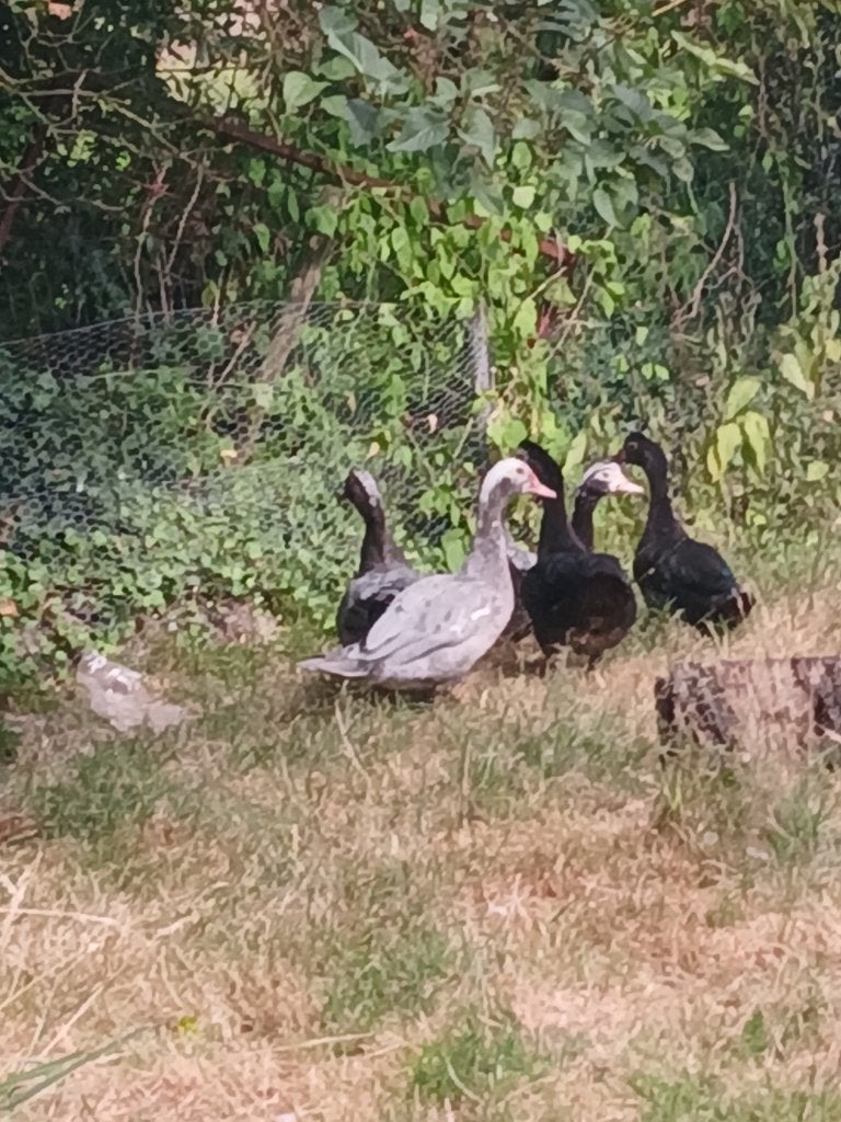 Barberie, Dieren en Toebehoren, Pluimvee, Meerdere dieren, Overige soorten