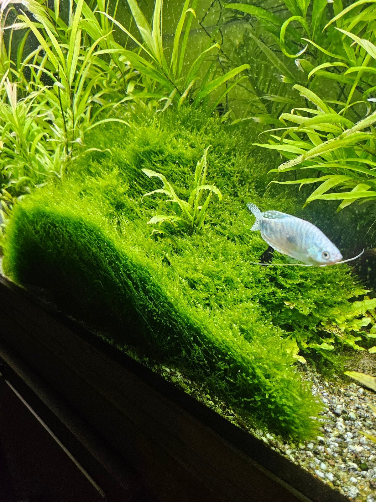 java mos, Dieren en Toebehoren, Kreeft, Krab of Garnaal, Zoetwatervis