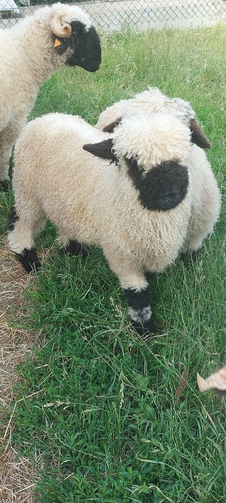 Walliser schwarznase rammetje fleslam +ooi, Dieren en Toebehoren