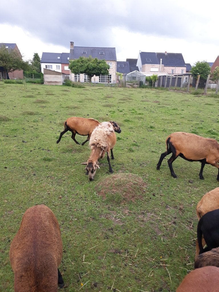 Black Belly kameroen schapen bruin, Animaux & Accessoires, Mâle, Mouton, 0 à 2 ans