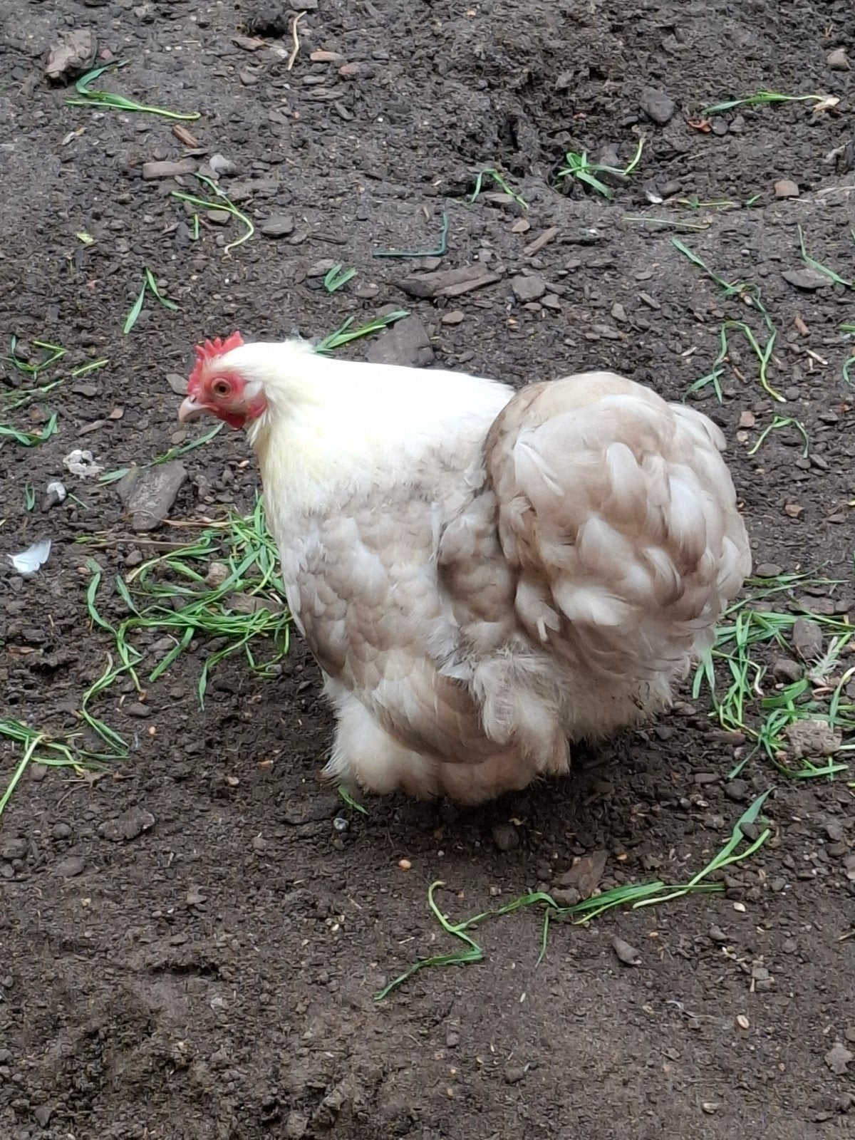 cochin bobtail koppel, Plusieurs animaux, Poule ou poulet