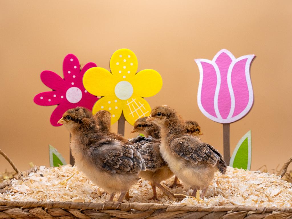 Jonge tamme Bielefelder kuikens gesekst & ingeënt, Dieren en Toebehoren, Pluimvee, Kip, Vrouwelijk