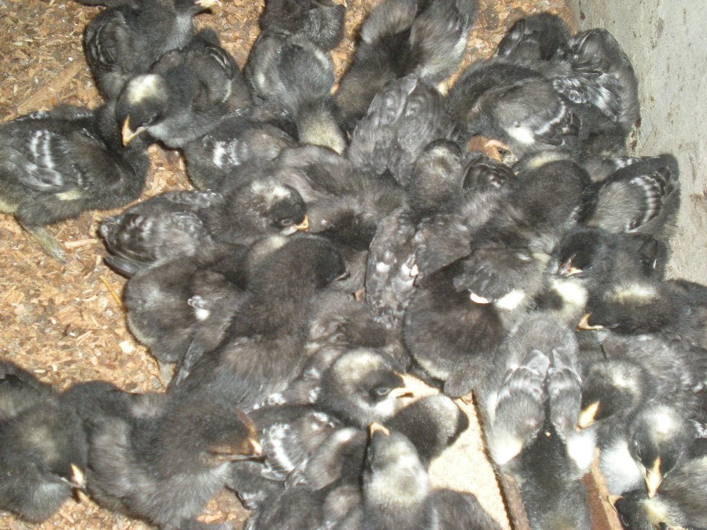 Kuikens Mechelse koekoek, Dieren en Toebehoren, Pluimvee