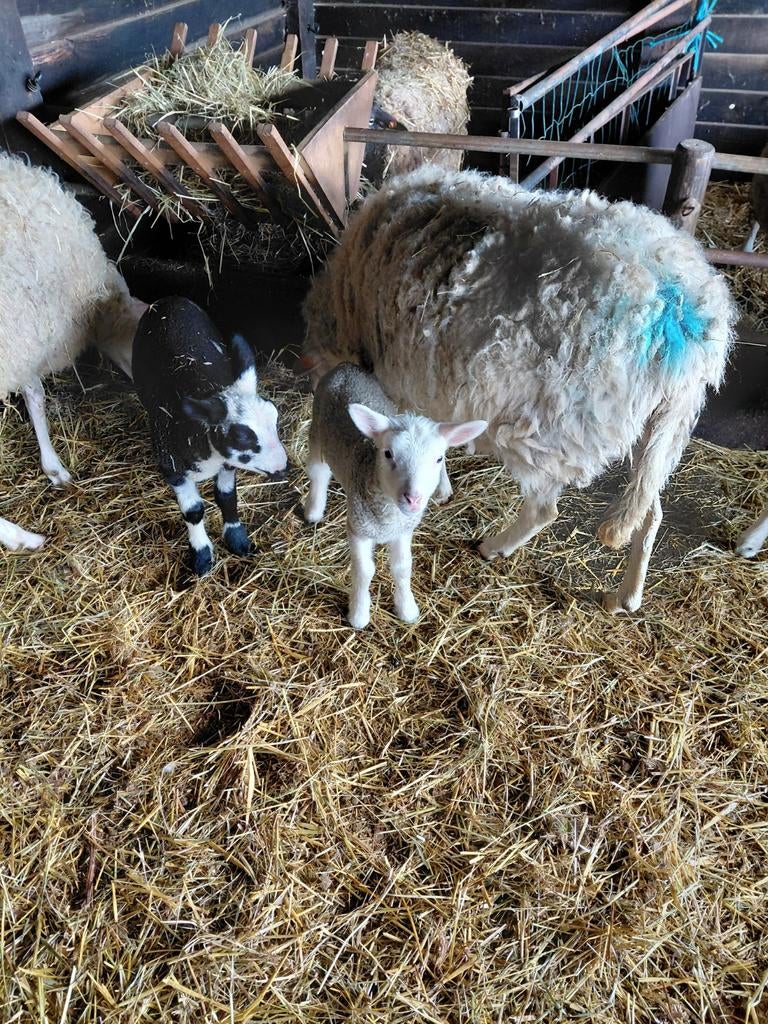 Lammetjes te koop, Dieren en Toebehoren