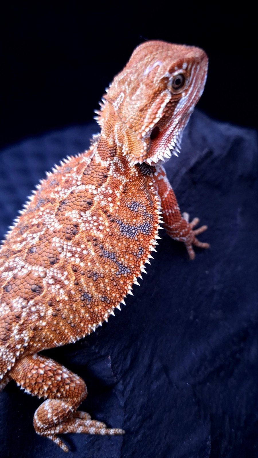 50% Red Monster het. HypoTrans vrouwtje baardagaam