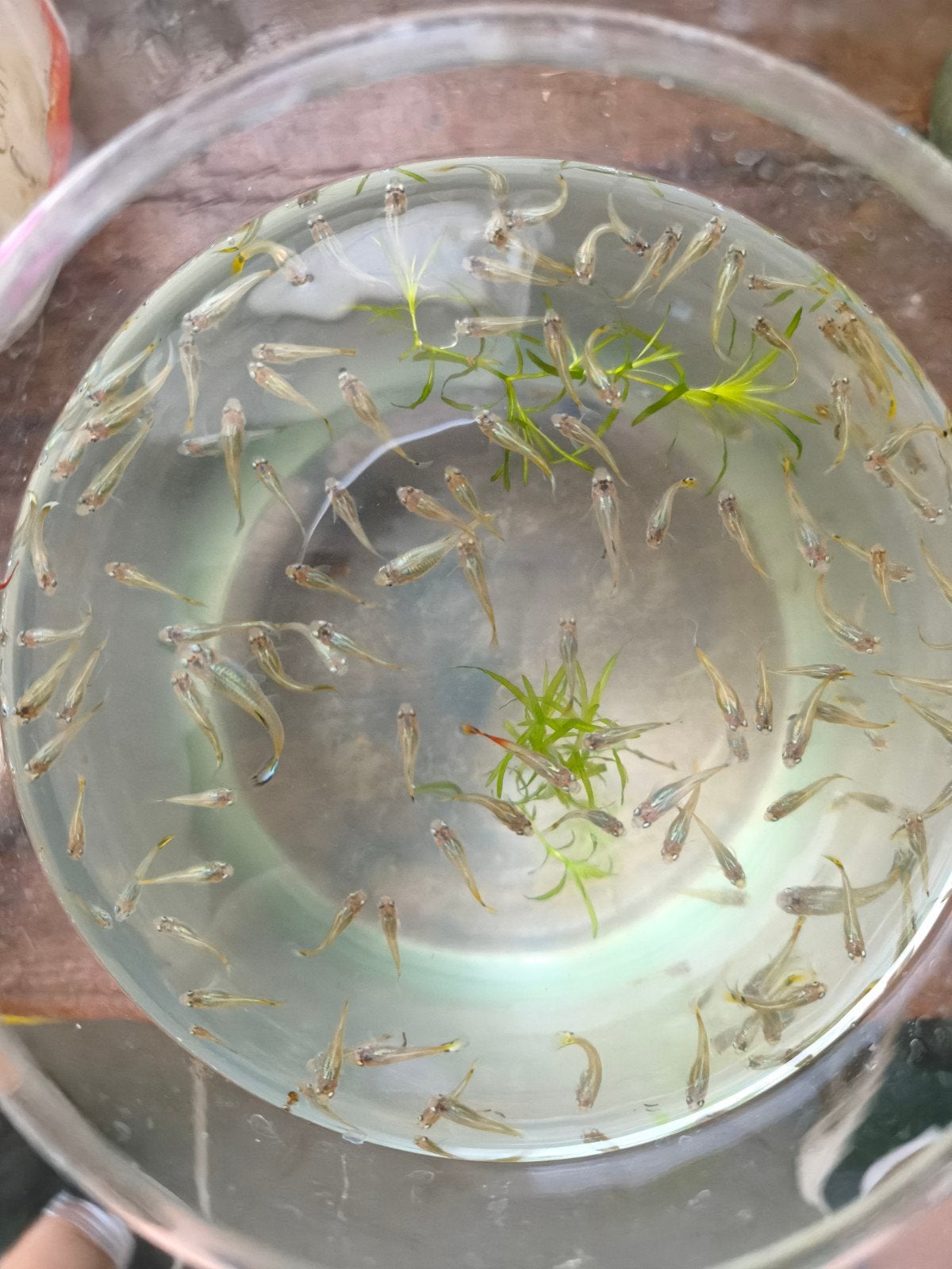 Vrouwelijke guppy's, Dieren en Toebehoren