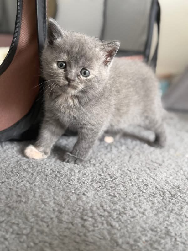 Prachtige britse korthaar meisje, Dieren en Toebehoren, Katten en Kittens | Raskatten | Korthaar, Poes, Gechipt, 0 tot 2 jaar