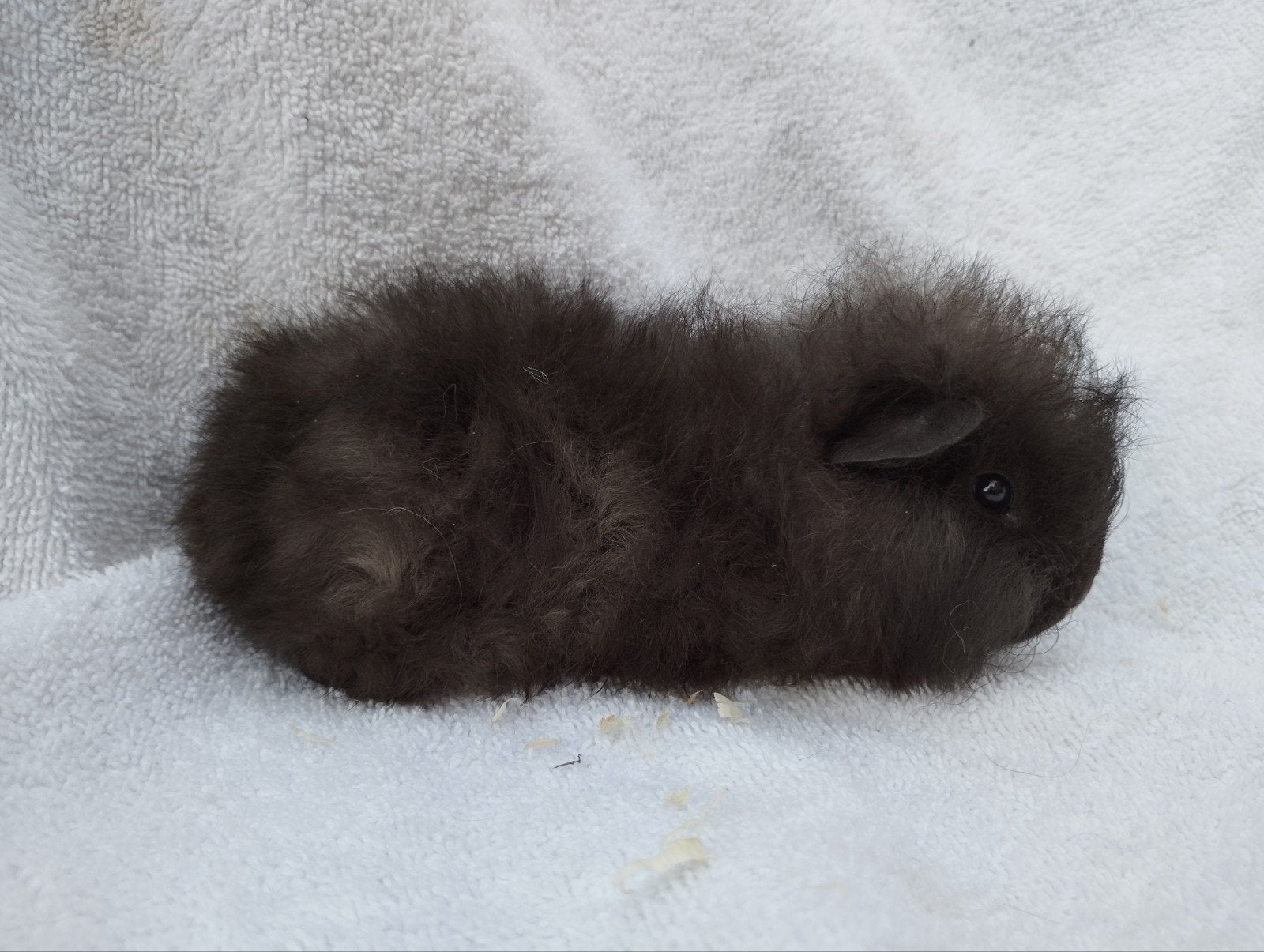 Ch Teddy cavia zeugje te koop, Dieren en Toebehoren, Knaagdieren, Juli, Vrouwelijk, Cavia
