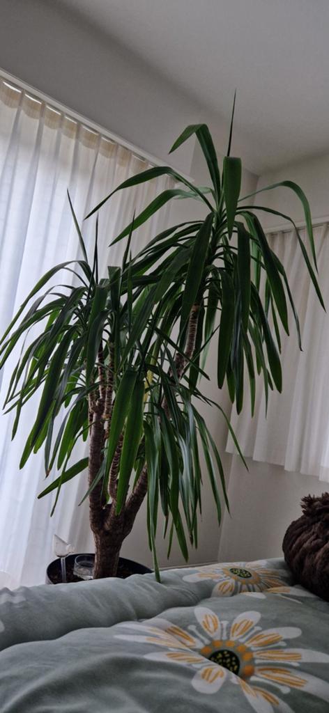 Yucca plant, Huis en Inrichting, Kamerplanten, Ophalen, Yucca