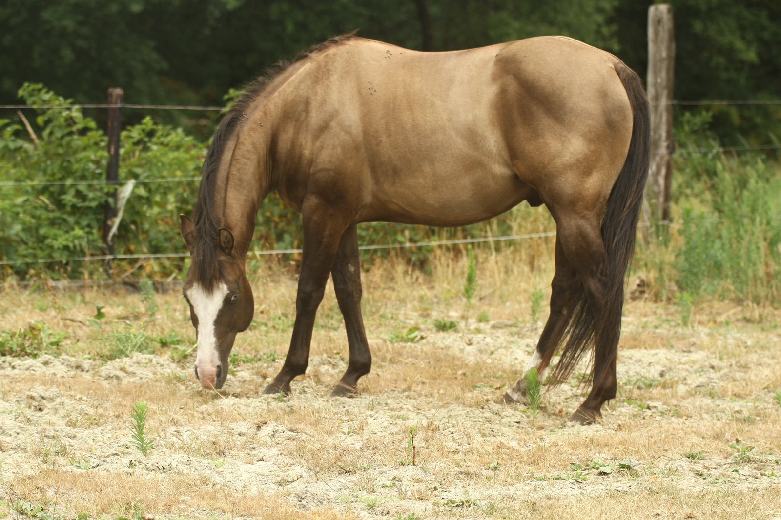 Smoky grullo splash hengst ter dekking Paint Quarter, Dieren en Toebehoren, Paarden, Hengst, L