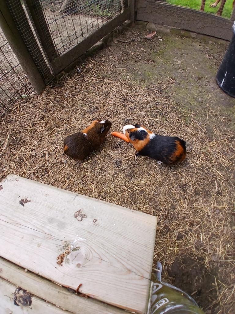 Cavia's, Dieren en Toebehoren, Knaagdieren, Januari, Meerdere dieren, Cavia