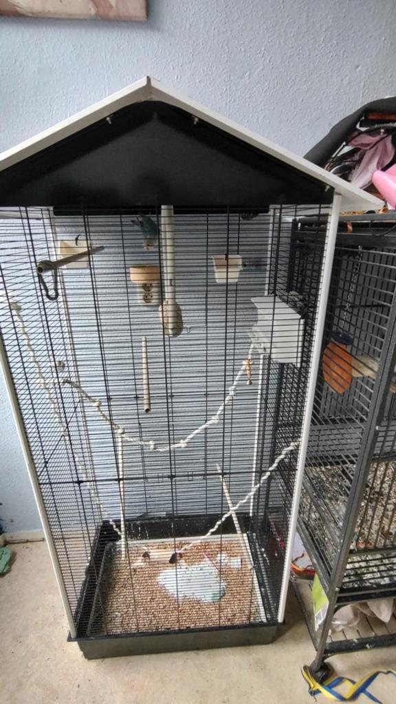 Te koop aangeboden, Dieren en Toebehoren, Vogels | Parkieten en Papegaaien, Dwergpapegaai of Agapornis