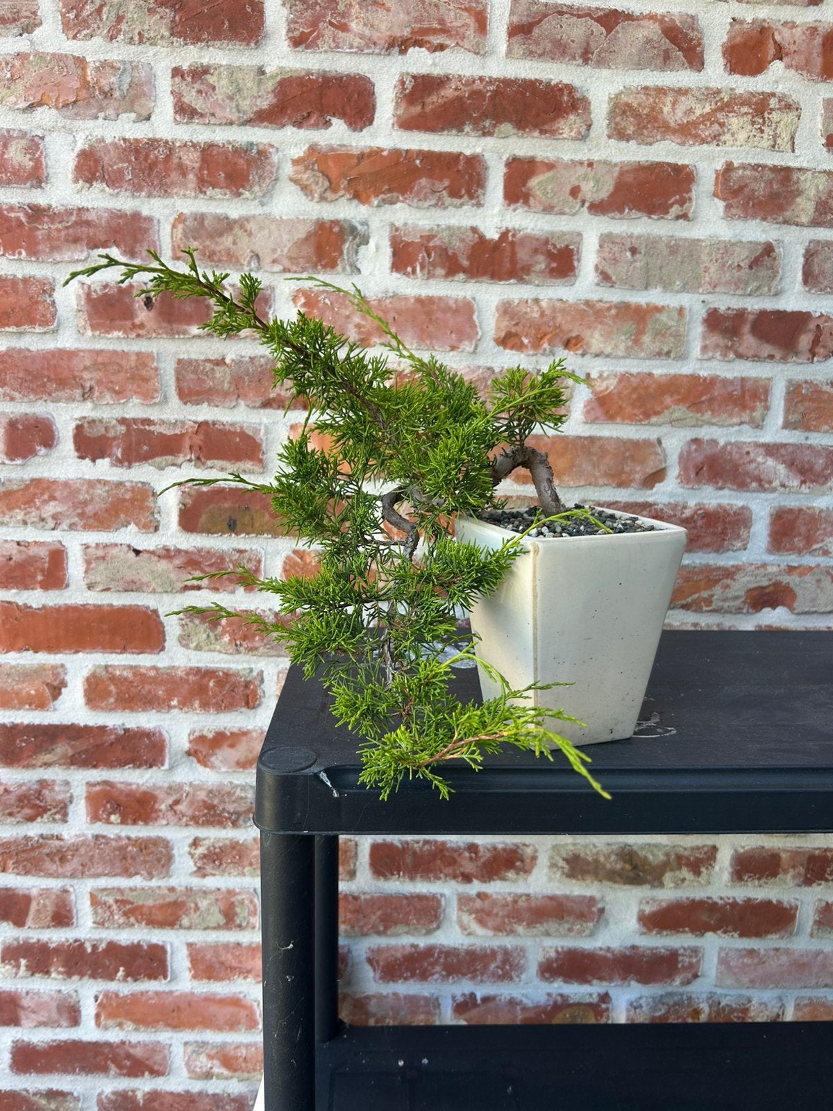 Itoigawa bonsai, Ophalen