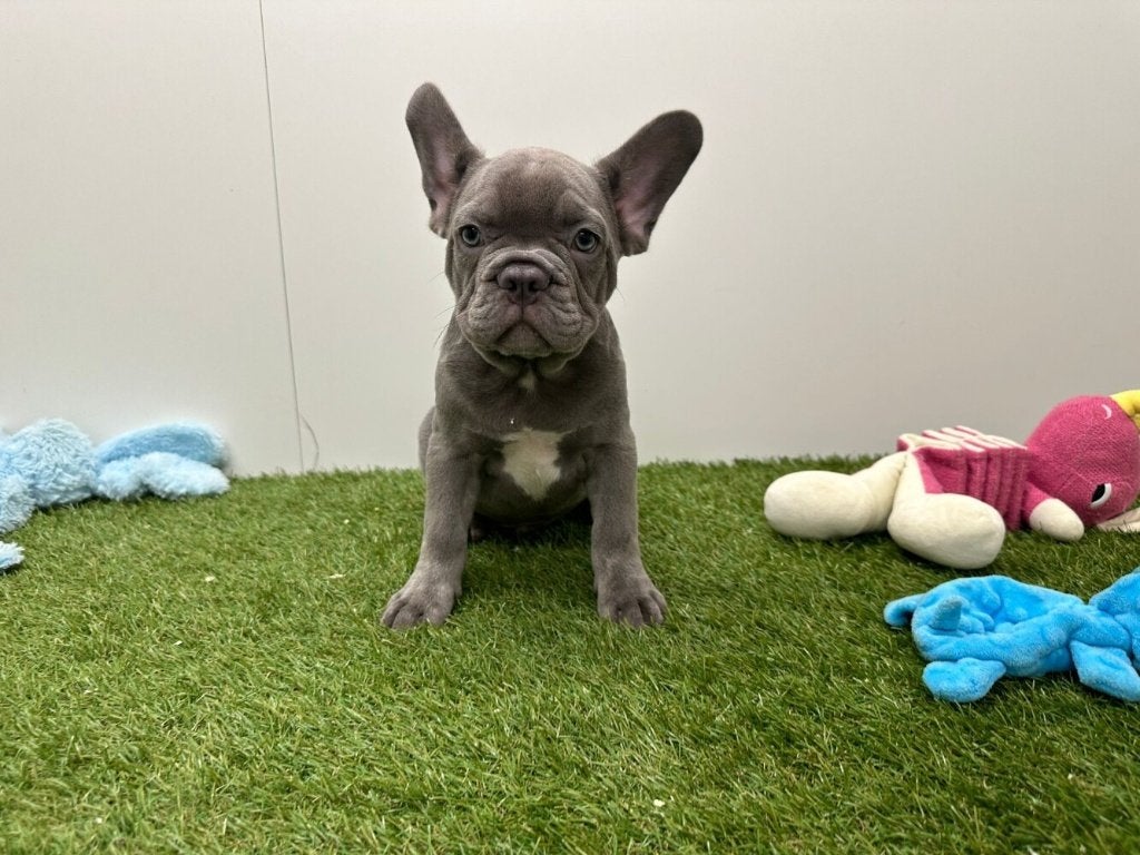 Chiots Bouledogue Français, Hépatite contagieuse (maladie de Rubarth), Bouledogue, Plusieurs, Belgique
