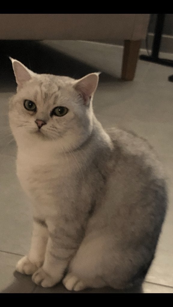 Dekkater Britse korthaar, 3 tot 5 jaar