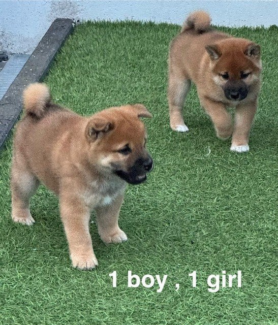Shiba inu ( 1 teefje en 1 reutje ), Dieren en Toebehoren, België, Fokker | Hobbymatig, Parvo, Overige rassen