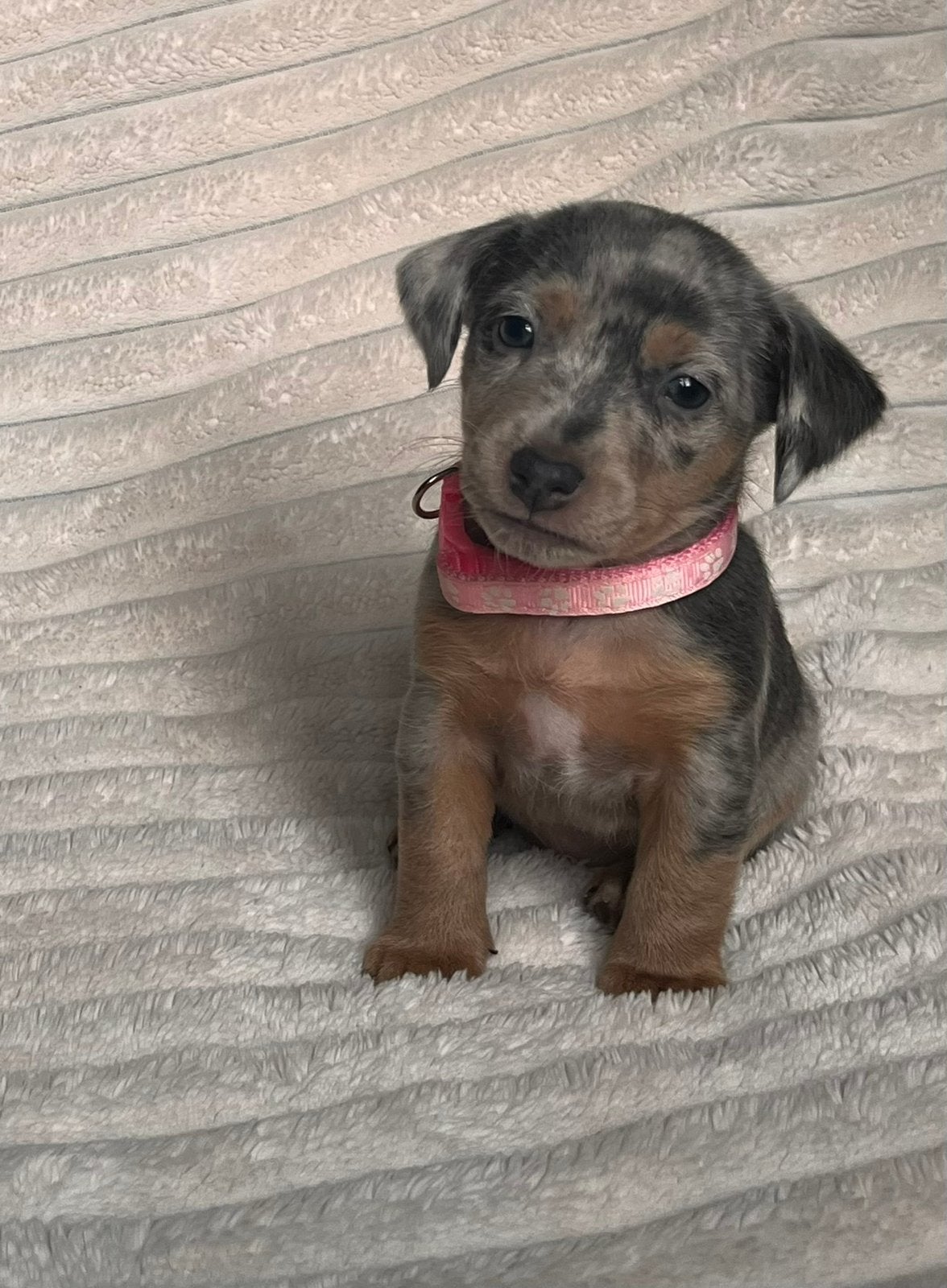 Jack russel pups ,silvergrey merle en blue and tan, Dieren en Toebehoren, België, Fokker | Hobbymatig, Jack Russell Terriër, CDV (hondenziekte)