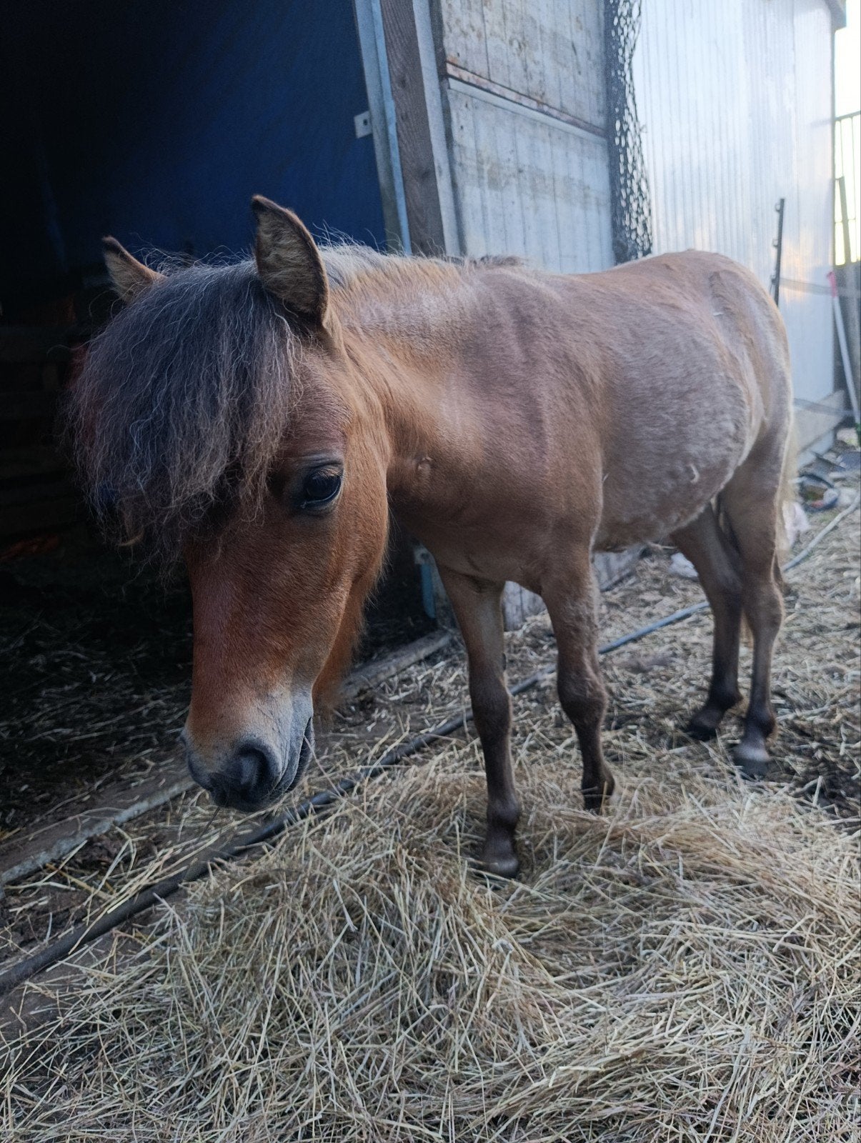 shetland merrie, Dieren en Toebehoren, Merrie, A pony (tot 1.17m), Gechipt, 0 tot 2 jaar