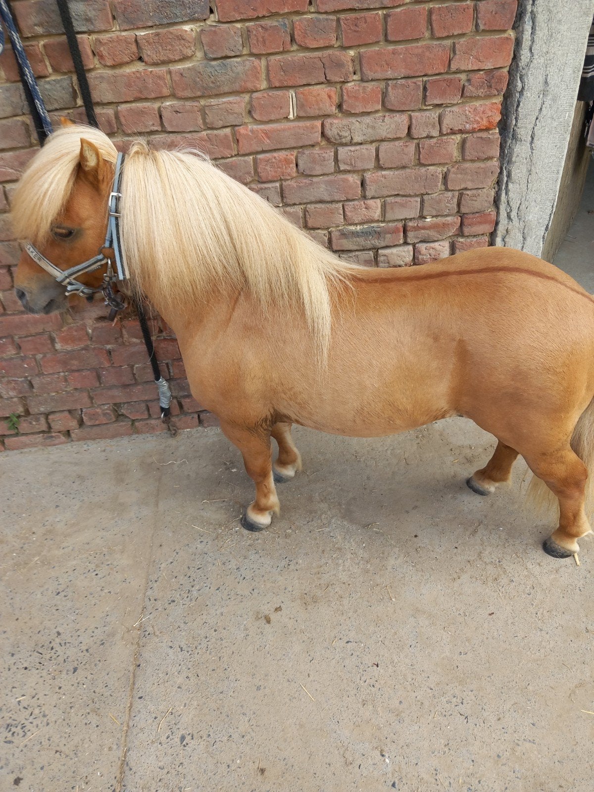 shetland pony met stamboom, Dieren en Toebehoren, Pony's, Met stamboom