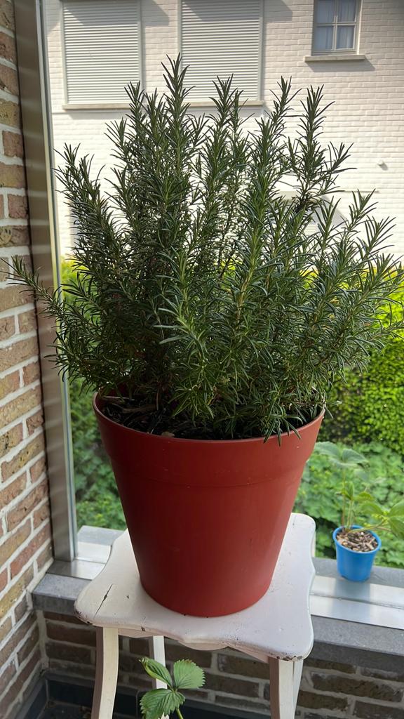 Rozemarijn in grote pot, Ophalen