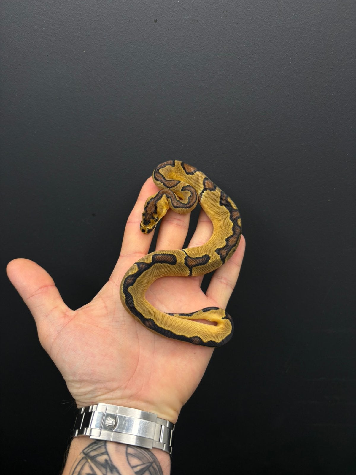 0.1 enchi clown 66% het hypo cb26, Dieren en Toebehoren, Slang, Tam, 0 tot 2 jaar