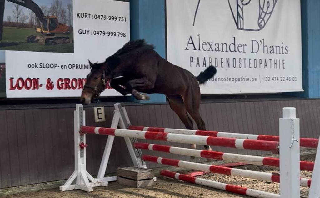 2-jarige springmerrie, Animaux & Accessoires, Chevaux, Avec pedigree, 160 à 165 cm, 0 à 2 ans, Jument