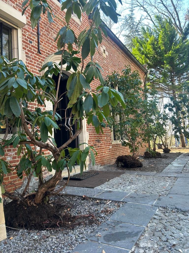 5 Large Mature Rhododendrons – 3–4m Tall -Ready for Delivery, Ophalen of Verzenden