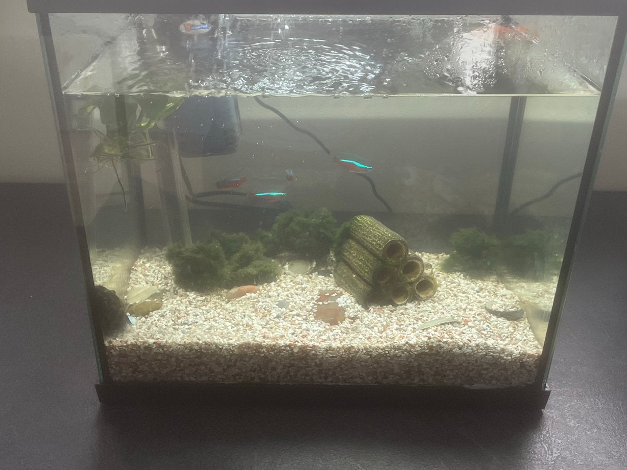 Aquarium met visjes, Dieren en Toebehoren, Ophalen, Zo goed als nieuw