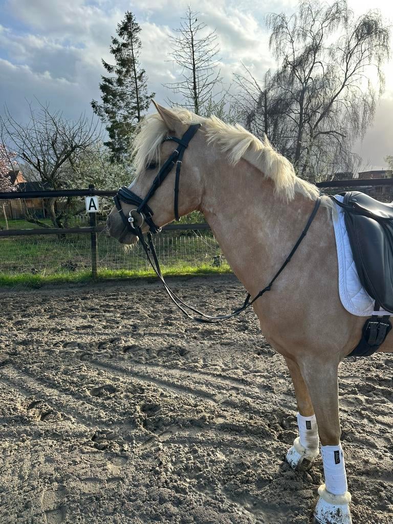 Prachtige 3,5jarige palomino Dpony, Animaux & Accessoires, Poneys, Jument, B, Poney D (1.37 m à 1.48m), 3 à 6 ans, Avec pedigree