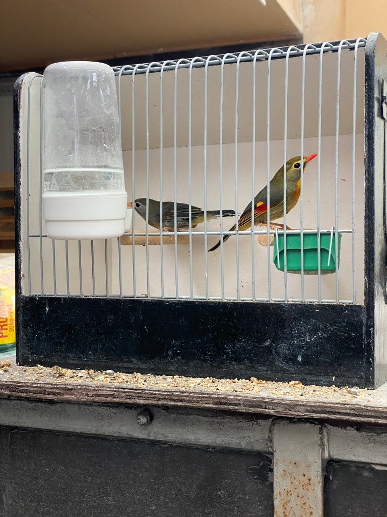 Japanse nachtegaal koppel, Oiseau tropical