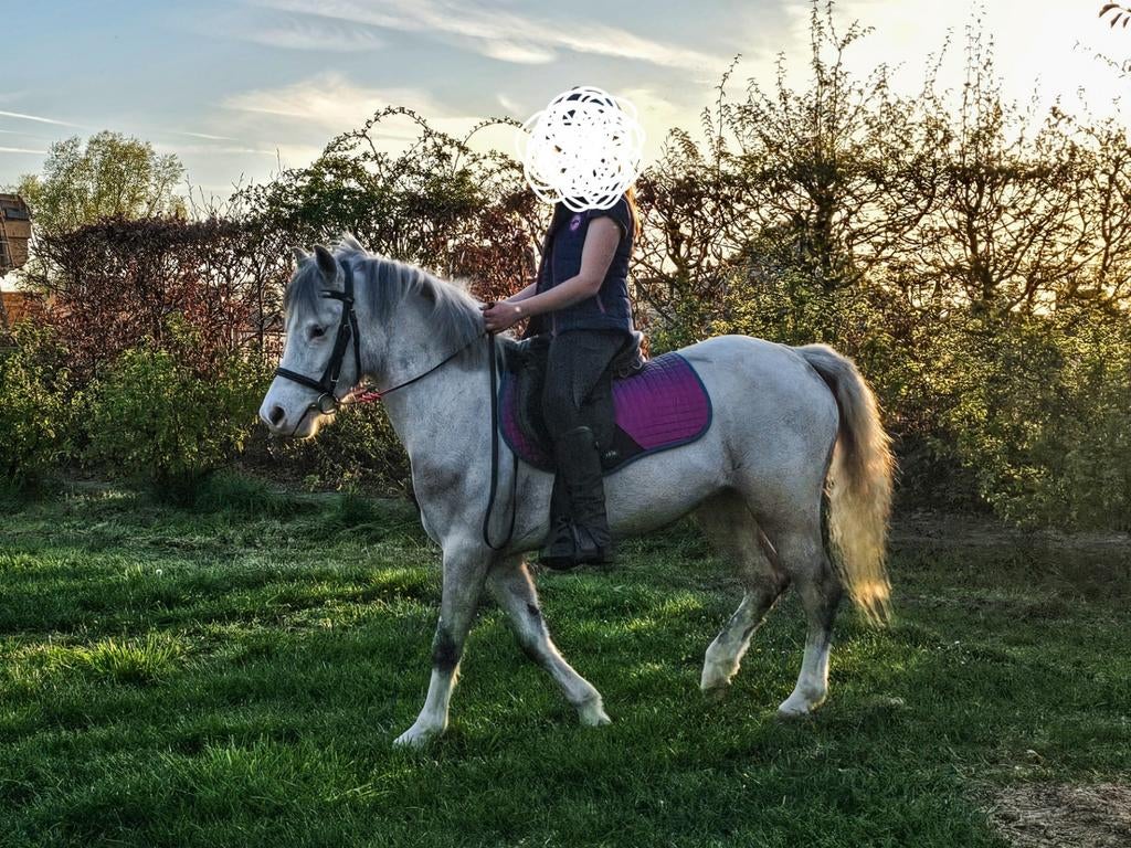 Knappe welsh pony met stamboekpapieren, Jument, M