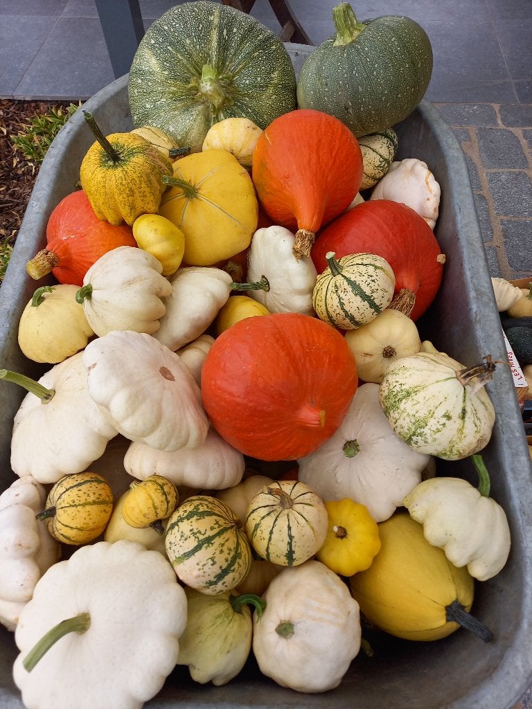 Sierfruit, pompoenen, patissan, courgette, Articles professionnels, Agriculture | Pommes de terre, Légumes, Fruits & Viande, Enlèvement