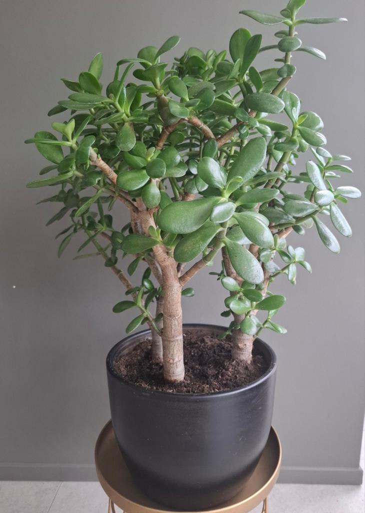 Crassula vetplant met zwarte keramische pot., Tuin en Terras, Ophalen