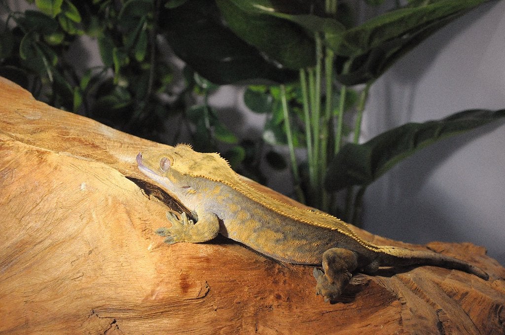 Wimpergekko 19, Animaux & Accessoires, Reptiles & Amphibiens, Autres espèces, 0 à 2 ans