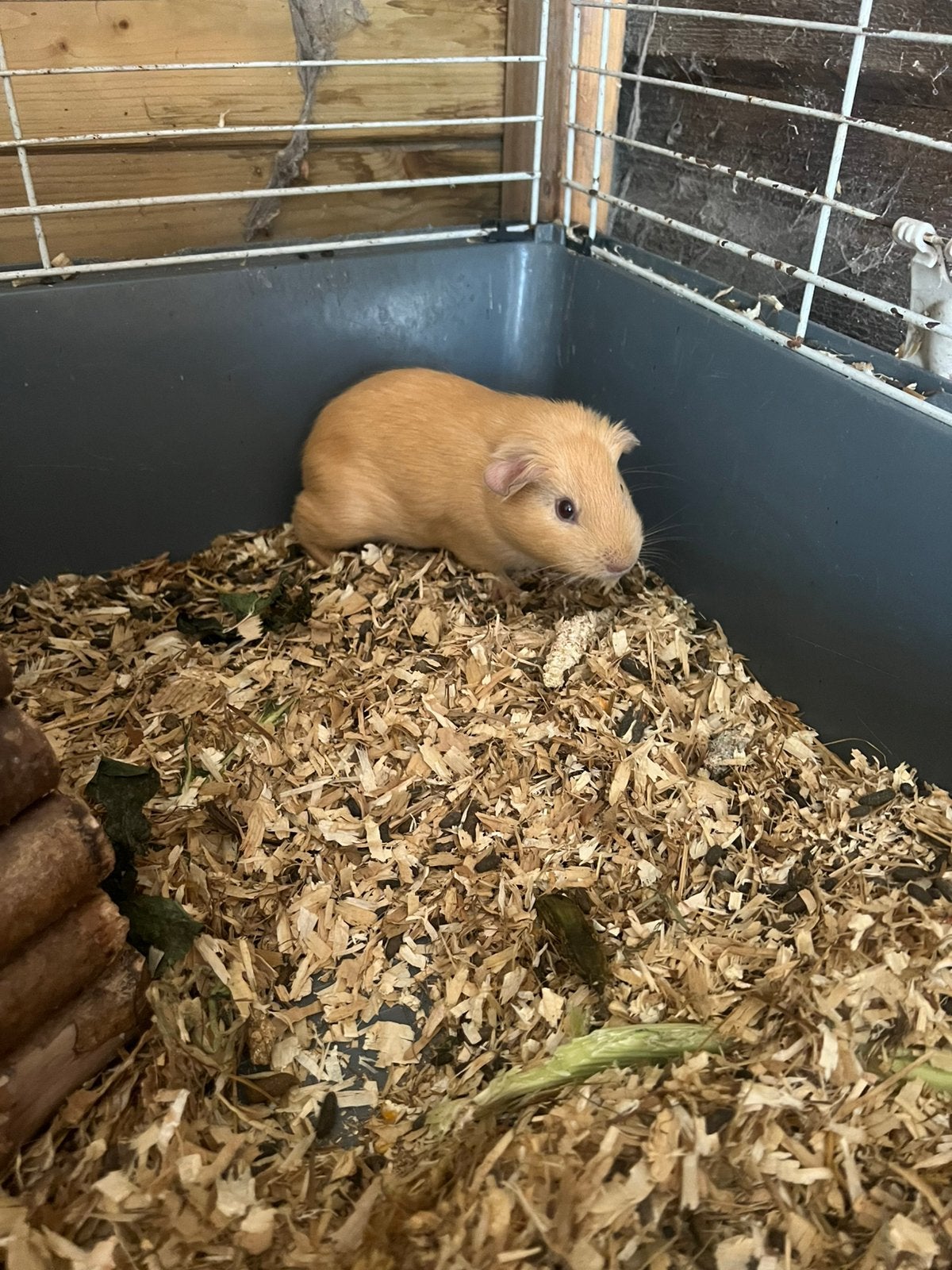 Cavia zeugje, Dieren en Toebehoren, Knaagdieren, Juli, Cavia