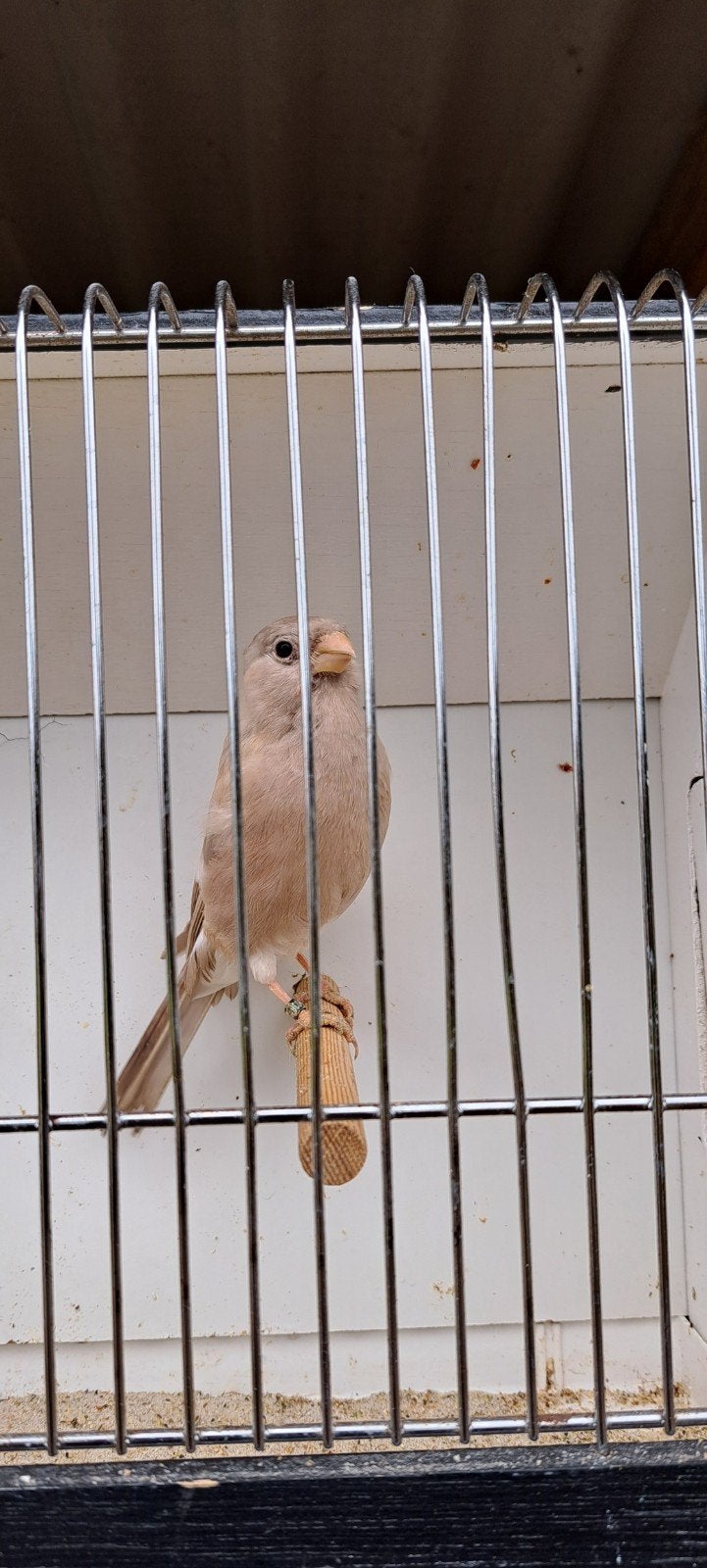 Goudvink, Wildzangvogel, Geringd